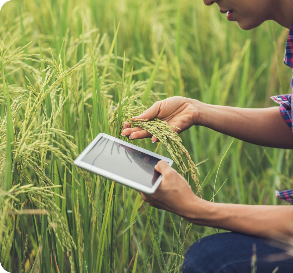 challenge farmer standing rice field with tablet